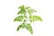 (Moringa oleifera Lam.), leaf form and texture
