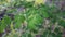 Moringa oleifera leaf, called miracle leaf