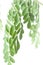 Moringa oleifera leaves