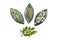Moringa oleifera; Moringa Leaves, Capsules, Powder And Seeds On White Background