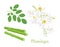 Moringa Oleifera set. Seed Pods Drumstick Tree, white flowers and green leaf