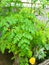 Moringa Plant photos