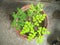 moringa plant in a pot from seed - home grown