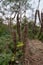 Moringa plantation in Africa