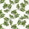 Moringa. Seamless botanical pattern