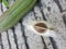 Moringa seed has thin cellophane like triangle,