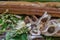 Moringa seeds surrounded by horseradish leaves