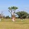 Moringa tree