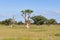 Moringa tree in african savanna,Namibia,Etosha par