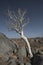 Moringa tree in rocks