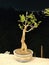 Moringa trees that have been processed become dwarf or called Moringa bonsai