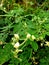 Moringa twigs with white blooms buds, moringa the life tree