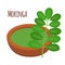 Moringa, vegetarian superfood. Healthy nutrition. Herb, vegetable, powder, tree in flowerpot.