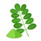 Moringa, vegetarian superfood. Healthy nutrition. Herb, vegetable, powder, tree in flowerpot.