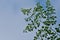 Moringo Tree Leaves picture with sky background
