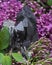 Morion Smokey Quartz with Chlorite surrounded by purple lilac flower.
