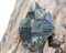 Morion Smokey Quartz with Chlorite on tree bark in the forest.