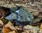 Morion Smokey Quartz with Chlorite on tree bark in the forest.