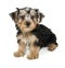 Morkie Puppy