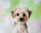 Morkie Yorkie Maltese Mix Dog Face Portrait