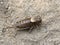 Mormon Cricket - Anabrus simplex