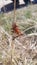 Mormon Cricket Hanging onto a blade of grass