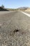 Mormon cricket roadkill smashed in the middle of the road during migration in the desert