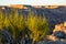 Mormon Tea plant in evening sunset light on edge of large canyon in the Utah desert