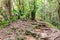 Morne Blanc nature hiking trail with narrow path through lush tropical forest, Mahe, Seychelles.