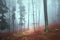 Mornig autumn foggy forest path