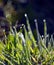 Mornig dew on a grass blades just after sunrise