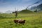 Morning in the Alps, Austria, Rauris. Nature landscape