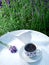 Morning aromatic coffee in the garden of blooming lavender.