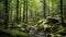 The morning atmosphere of a mature forest overgrown with tall trees and the forest floor is filled with mossy stones.