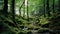 The morning atmosphere of a mature forest overgrown with tall trees and the forest floor is filled with mossy stones.