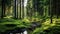 The morning atmosphere of a mature forest overgrown with tall trees and the forest floor is filled with mossy stones.