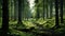 The morning atmosphere of a mature forest overgrown with tall trees and the forest floor is filled with mossy stones.