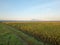 morning atmosphere in the rice fields