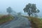 Morning autumn fog on country road. Autumn weather. Dangerous road. Foggy day