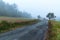 Morning autumn fog on country road. Autumn weather. Dangerous road. Foggy day