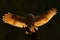 Morning back light. Flying owl. Owl in the forest. Owl in fly. Action scene with owl. Flying Eurasian Tawny Owl, with dark blurred