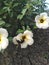 In the morning, beetles suck on white buttercup flower