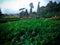 Morning Blessing In The Fresh Garden Of Ulun Danu Bratan Temple At Bedugul