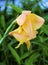 Morning Bloom of Peach Colored Lily