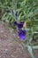 Morning Bloom of Purple Iris