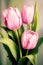 Morning Blooms: A Trio of Pink Tulips in a Vase with Green Leaf