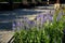 in the morning blue perennials bloom in the pedestrian zone with pointed flowers in a flowerbed on the edge of a low fence path