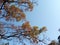 Morning blue sky, beautiful tree branches.