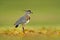 Morning in Brazil march. Bird from Pantanal. Southern Lapwing, Vanellus chilensis, water exotic bird during sunrise, Pantanal, Bra