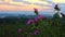 Morning breeze swaying blooming thistle early in the morning